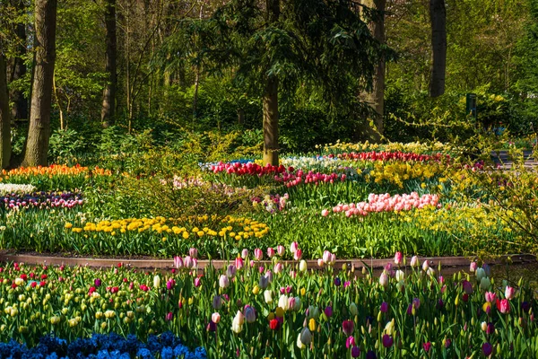 İlkbaharda Park. Bahar Arkaplanı — Stok fotoğraf