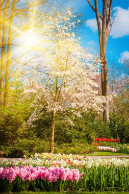 Güzel parkta gün doğumu ışığı. Bahar doğası sahnesi. Çok güzel.
