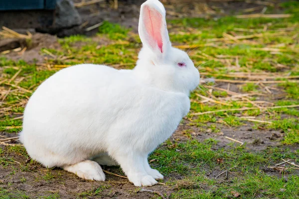 White rabbit playing in the garden — Stok fotoğraf