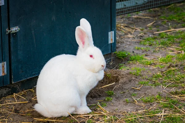 White rabbit playing in the garden — Stockfoto