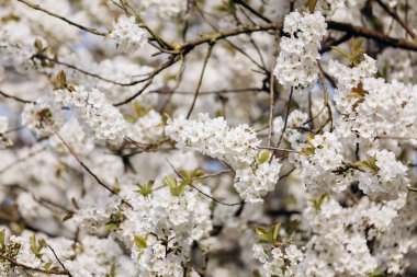 Çiçekli bir elma ağacının dalları. Beyaz bahçede çiçek açan elma ağacı