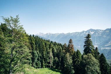 Yeşil orman manzaralı dağların manzarası
