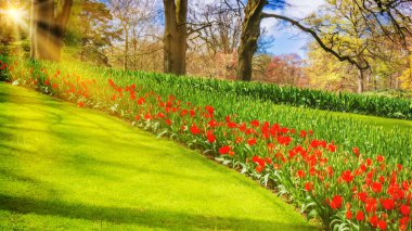 Bahar manzarası. Çayırlarda parlayan güneş ışınları. Bahçe!