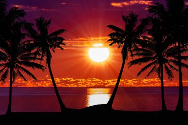 Tropik Günbatımı Palm Siluet Manzarası