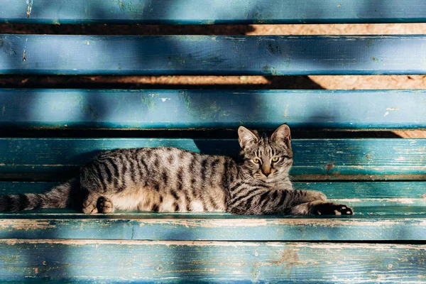 Un chat gris est assis sur un banc en bois près de la maison. Mignon chat gris assis sur un banc en bois à l'extérieur . — Photo