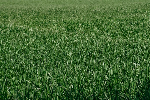 Natural green grass background. Real green grass on the background. Green grass background — Stock Photo, Image