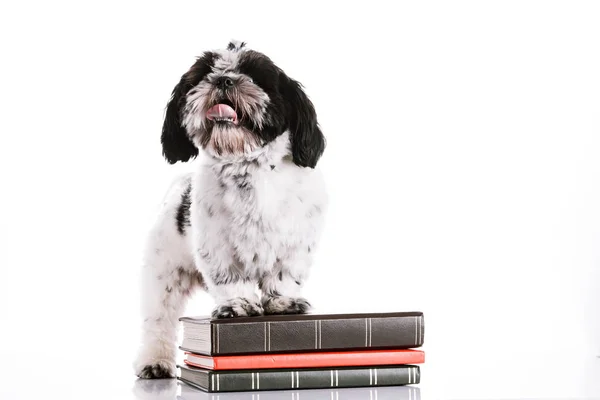 Cute dog with books on white background — Stock Photo, Image