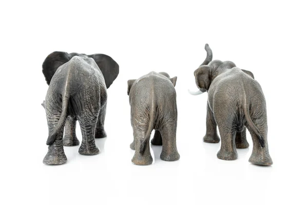 Elefantenfamilie. Rückseite des Elefanten isoliert auf weißem Bac — Stockfoto