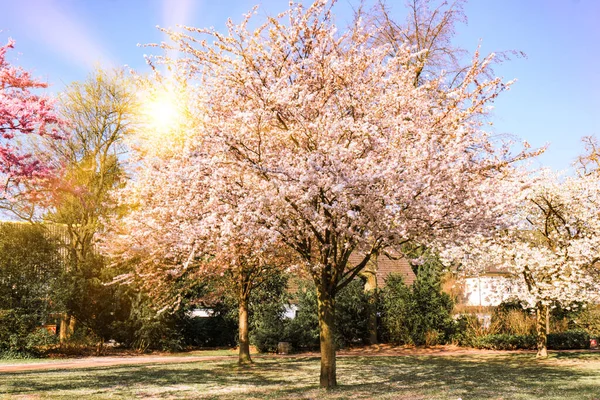 Bloeiende appelboom in de tuin — Stockfoto