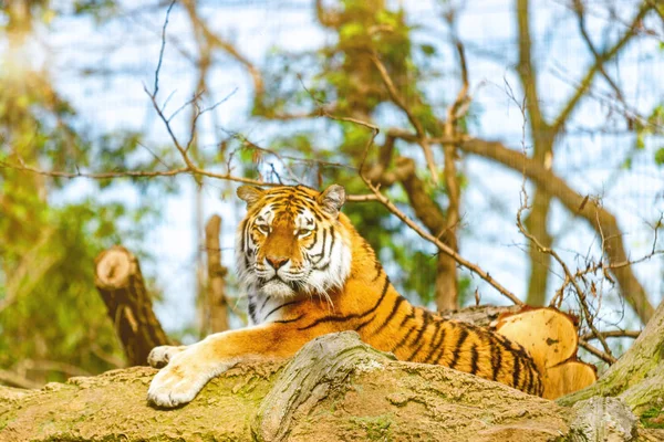 Красивый тигр в зоопарке — стоковое фото