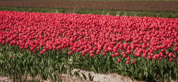 Champs de tulipes en fleurs dans un paysage hollandais — Photo