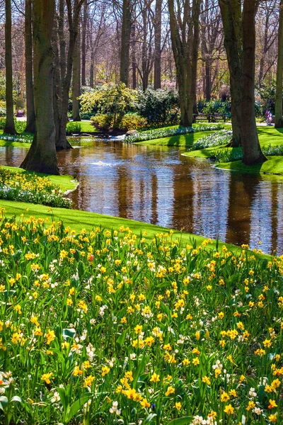 Bloeiende bloemen in het park Keukenhof in Nederland, Europa — Stockfoto