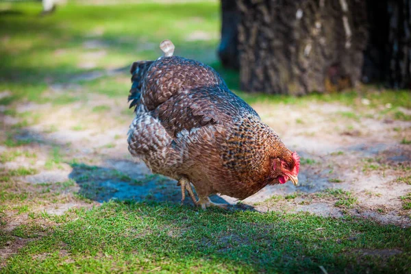 Kahverengi tavuk çiftlikte yiyecek arıyor. — Stok fotoğraf