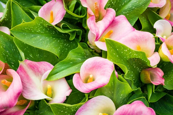 Cala lírio rosa flor fundo — Fotografia de Stock