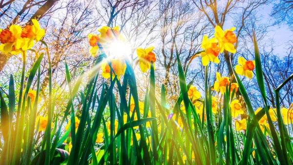 Easter background with fresh spring flowers. Yellow narcissuses — Stock Photo, Image