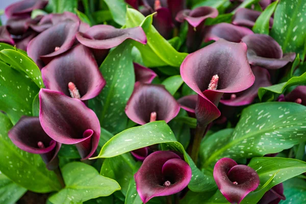 Buquê de lírios calla multicoloridos. Padrão floral — Fotografia de Stock