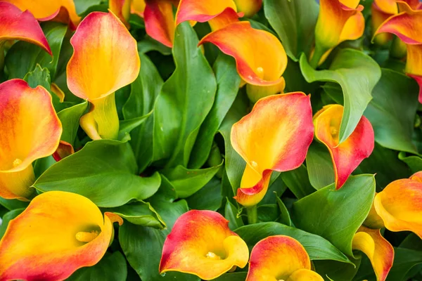 Buquê de lírios calla multicoloridos. Padrão floral — Fotografia de Stock