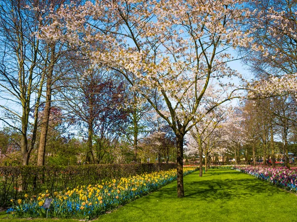 Hermoso jardín en primavera. Jardín formal — Foto de Stock