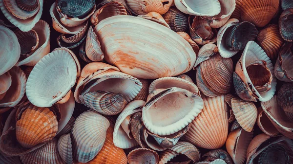 Conchas marinhas coloridas misturadas como fundo — Fotografia de Stock