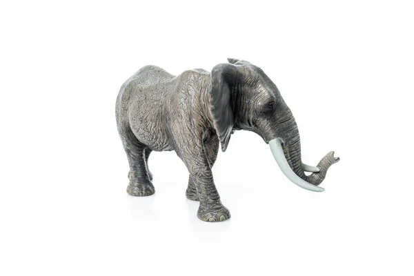 Portrait of an elephant isolated on the white background. — Stock Photo, Image