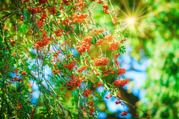 Rowan branch with a bunch of red ripe berries — Stock Photo, Image