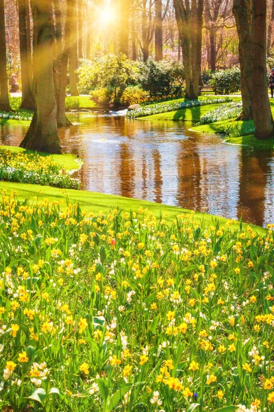 Bloemen tuin of veld in het voorjaar. Voorjaarstuin — Stockfoto