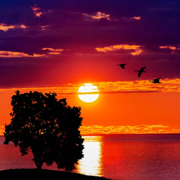 Arbre et oiseaux au coucher du soleil. beau lever de soleil. Nature backgrou — Photo