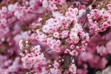 Çiçekli bir elma ağacının dalları. Beyaz bahçede çiçek açan elma ağacı