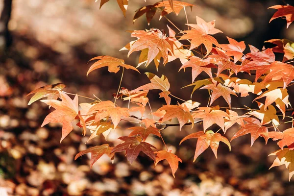 Ahornblätter im Herbst an den Zweigen. Ahornblätter hautnah an den Zweigen — Stockfoto