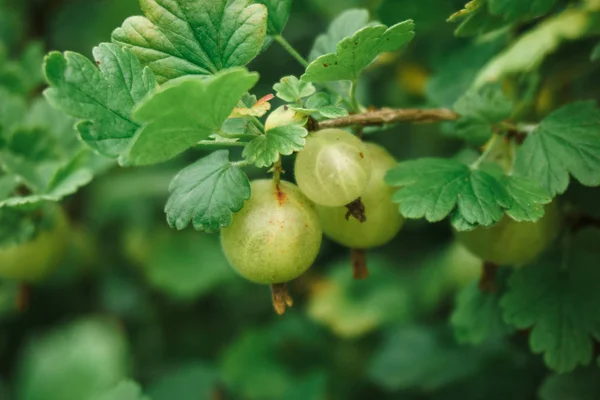 Färska gröna krusbär på en gren krusbärsbuske i trädgården. Närbild av krusbär — Stockfoto