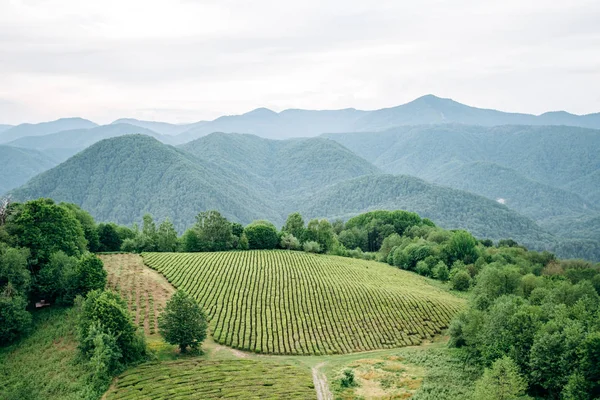 Caixa de chá verde com vista para as montanhas. Lindas fileiras de chá verde . — Fotografia de Stock