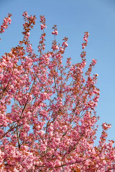 Cseresznyevirágok ágai. Gyönyörű Sakura a kertben — Stock Fotó