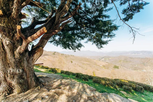 Vista montanha por trás de uma grande árvore sobre uma rocha — Fotografia de Stock