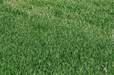 Doğal yeşil çimen arka planı. Arka planda gerçek yeşil çimenler var. Yeşil çimen arkaplanı