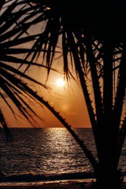 Bir palmiye ağacının arkasından güzel bir gün batımı