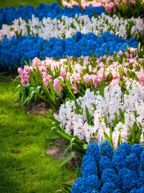 Bahar Arkaplanı. Bahar Çiçekleri. Güzellik doğal arka plan