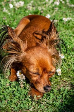 Yeşil çimlerin üzerinde papatyalarla sevimli kırmızı köpek.