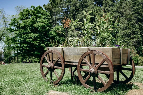 Old wheeled cart with flowers in parks — Stock Photo, Image