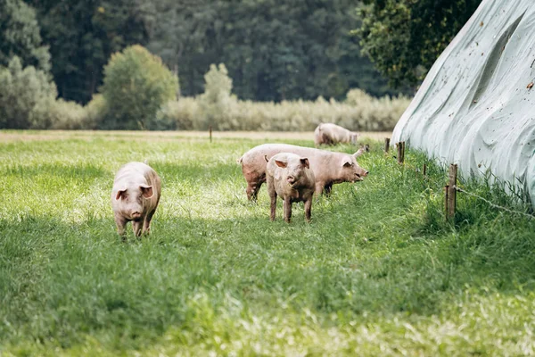 Świnie pasą się na farmie na wsi. Świnie pasą się na prywatnej farmie. — Zdjęcie stockowe