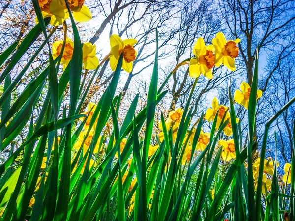 Frühling im Hintergrund. Frühlingsblumen. Schönheit natürlicher Hintergrund — Stockfoto