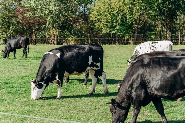 Krávy pasoucí se poblíž lesa. Krávy se pasou u lesa na zelené trávě. Krávy jedí sušenou trávu. — Stock fotografie