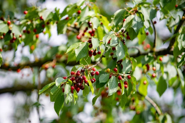 Ripe berries cherries and not until the end of dospevshie berries on the branch. Close-up view of the berries. — Stock Photo, Image