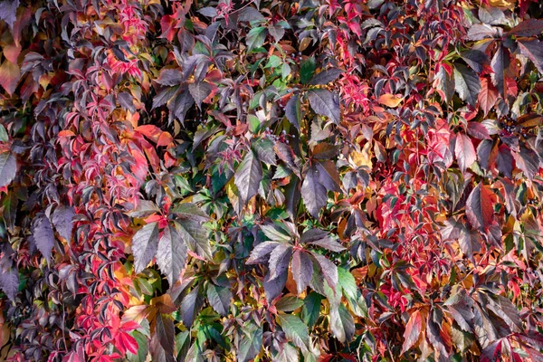 Ivy çitin üstünde. Vahşi sarmaşık. Bir sürü yabani üzüm. Yaban üzümlerinin dokusu — Stok fotoğraf