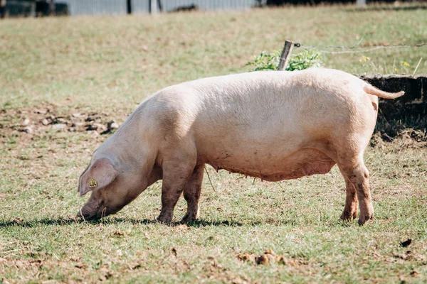 農場で豚が放牧されています。豚と農場. — ストック写真