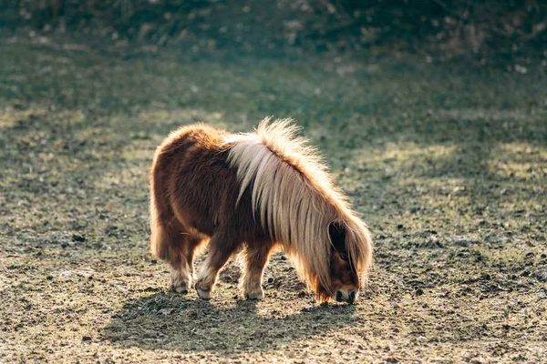 设得兰小马在绿色的草地上吃草. 小马在绿树成荫的草地上散步. 有大胡子的小马. — 图库照片