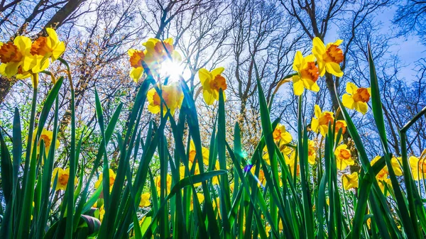 Ostern Hintergrund mit frischen Frühlingsblumen. Gelbe Narzissen — Stockfoto