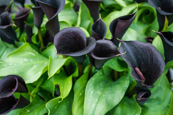 dark purple , black  calla lily. Dark violet callas