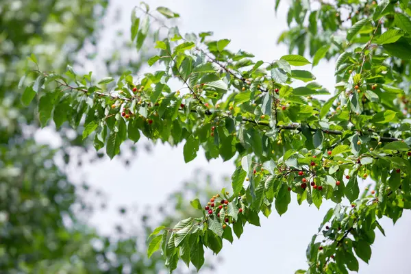 Mogna bär körsbär och inte förrän efter doseringen bär på grenen. Närbild av bären. — Stockfoto