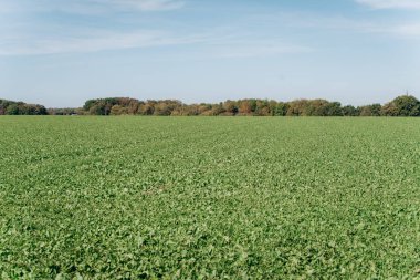 Tarla ağaçları ve mavi gökyüzü. Bir köy yolunun yakınındaki tarla.
