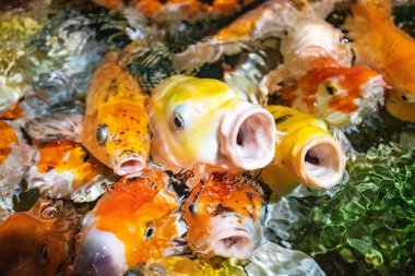 Koi sazan balığı yemek için yarışıyor. Bir sürü sazan balığı.